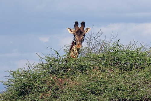 Kenia (52)